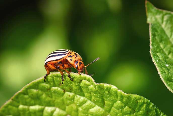 Le scarabée de pommes de terre du Colorado mange des feuilles de pommes de terre vertes en gros plan. Leptinotarsa decemlineata. Le coléoptère adulte, l'invasion de parasites, le parasite détruisent les plants de pommes de terre, les dommages à la ferme. Concept de protection des plantes