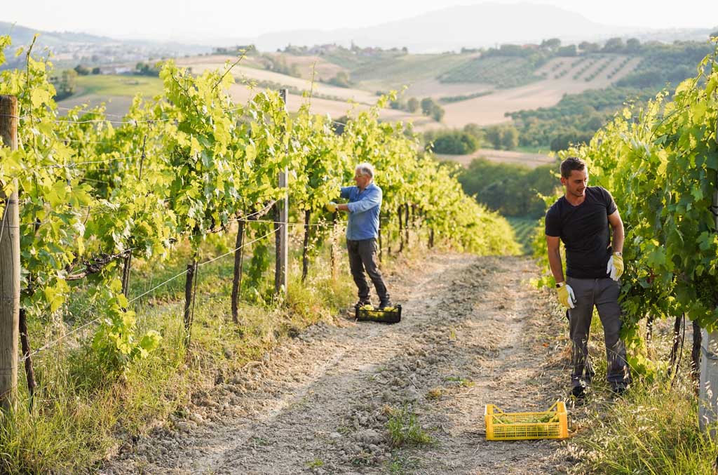 Le sacrifice des paysans de France